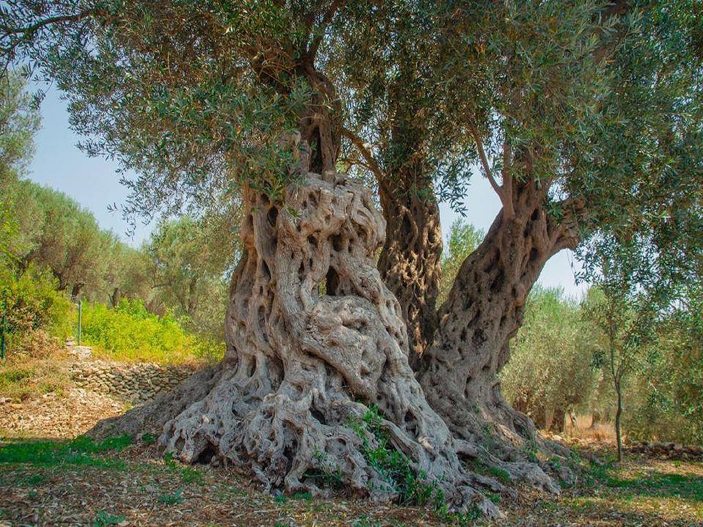 Holiday Park Olive Tree Ulcinj Extérieur photo